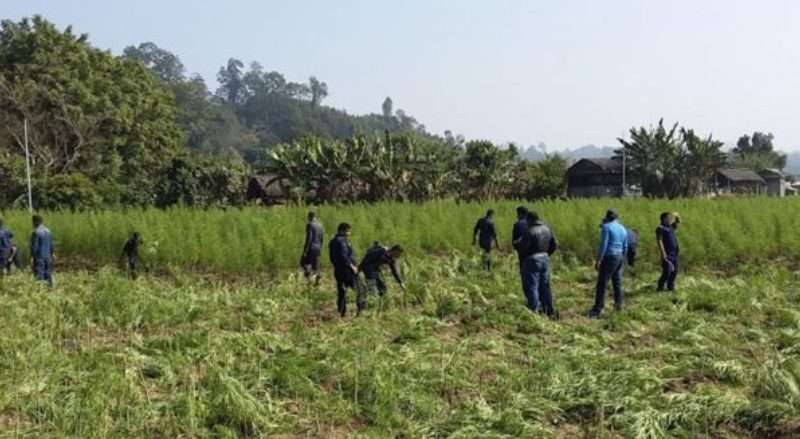 सिन्धुलीमा प्रहरीद्धारा ३५ हजार गाँजाको बोट नष्ट