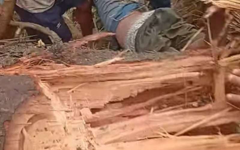 सिन्धुलीमा रुखले किच्दा दुईको मृत्यु, तिन जना घाईते